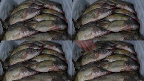 防騙在行動(dòng)，手工之家提醒大家買海鮮注意這幾點(diǎn)，可以不上當(dāng)受騙
