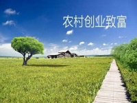 新型農(nóng)村創(chuàng)業(yè)小項(xiàng)目，會(huì)拍短視頻就能賺錢，兼職副業(yè)都可以做