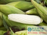 手工活之家客戶講解種植“水果玉米”被騙過程，為大家提個(gè)醒